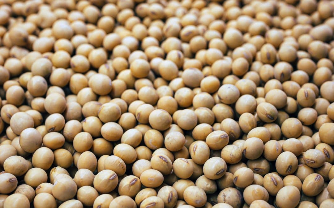 All You Need to Know About Soybeans – Trade Finance Global