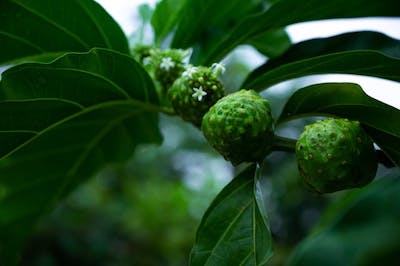 Top 5 Benefits of Drinking Noni Juice